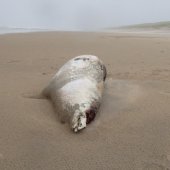 Dode grijze zeehond Noordwijk